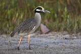 Image. Yellow-crowned Night Heron