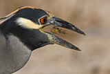 Image. Yellow-crowned Night Heron