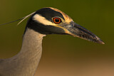 Image. Yellow-crowned Night Heron