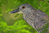 Image. Yellow-crowned Night Heron