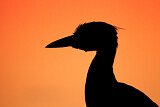 Image. Yellow-crowned Night Heron