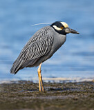 Image. Yellow-crowned Night Heron