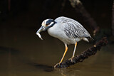 Image. Yellow-crowned Night Heron