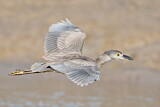 Image. Yellow-crowned Night Heron