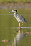 Image. Yellow-crowned Night Heron