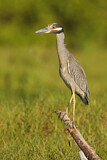 Image. Yellow-crowned Night Heron