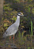 Image. Yellow-crowned Night Heron
