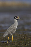 Image. Yellow-crowned Night Heron