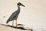 Image. Yellow-crowned Night Heron