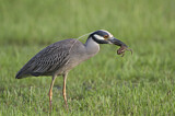Image. Yellow-crowned Night Heron