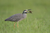 Image. Yellow-crowned Night Heron