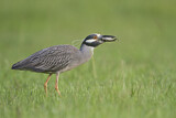 Image. Yellow-crowned Night Heron
