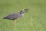Image. Yellow-crowned Night Heron