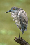 Image. Yellow-crowned Night Heron