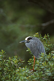 Image. Yellow-crowned Night Heron