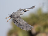 Image. Yellow-crowned Night Heron