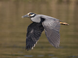 Image. Yellow-crowned Night Heron