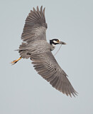 Image. Yellow-crowned Night Heron