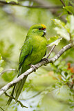 Image. Yellow-crowned Parakeet