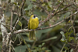 Image. Yellow-eared Bulbul