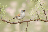 Image. Yellow-eyed Junco