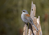 Image. Yellow-eyed Junco