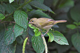 Image. Yellow-faced Grassquit