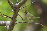 Image. Yellow-faced Grassquit