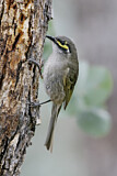 Image. Yellow-faced Honeyeater