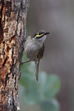 Image. Yellow-faced Honeyeater