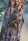 Image. Yellow-faced Honeyeater