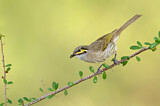 Image. Yellow-faced Honeyeater