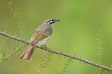 Image. Yellow-faced Honeyeater