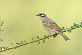 Image. Yellow-faced Honeyeater