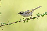 Image. Yellow-faced Honeyeater