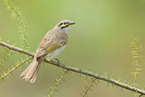 Image. Yellow-faced Honeyeater