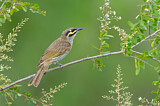 Image. Yellow-faced Honeyeater
