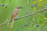 Image. Yellow-faced Honeyeater