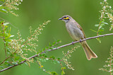 Image. Yellow-faced Honeyeater