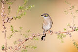 Image. Yellow-faced Honeyeater