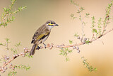 Image. Yellow-faced Honeyeater
