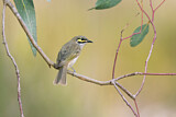 Image. Yellow-faced Honeyeater