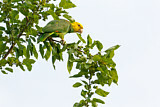 Image. Yellow-headed Amazon