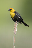 Image. Yellow-headed Blackbird