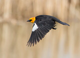 Image. Yellow-headed Blackbird