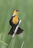 Image. Yellow-headed Blackbird