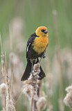 Image. Yellow-headed Blackbird