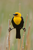 Image. Yellow-headed Blackbird