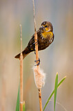 Image. Yellow-headed Blackbird
