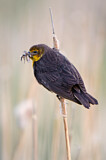 Image. Yellow-headed Blackbird